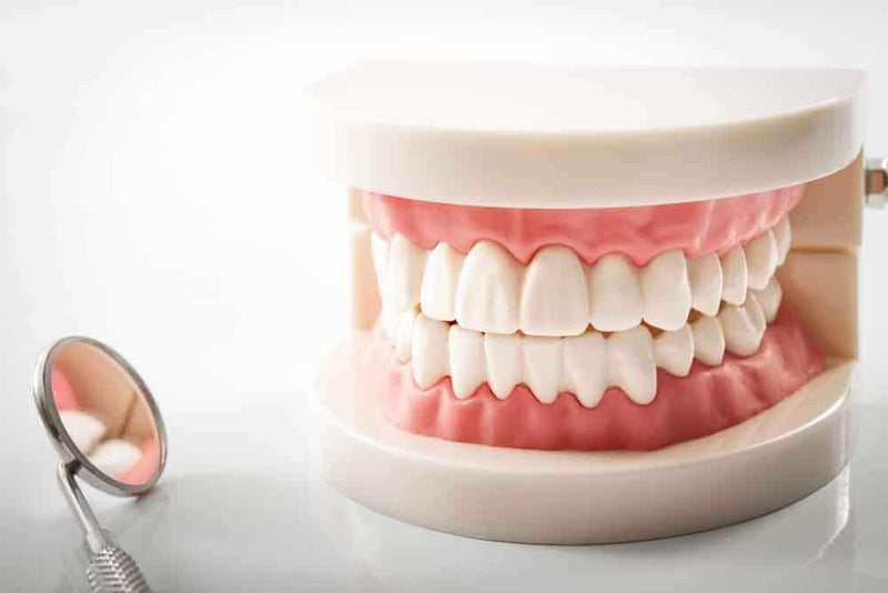 Dental-Teeth-Model-3