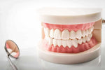 Dental-Teeth-Model-3