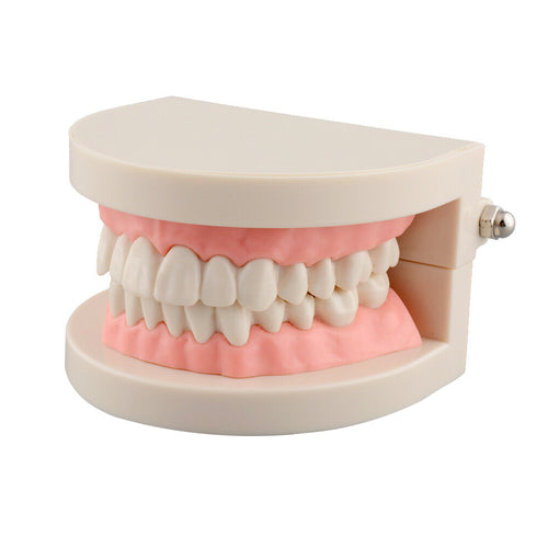Dental-Teeth-Model