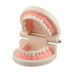 Dental-Teeth-Model-Back-Side-Open