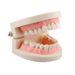 Dental-Teeth-Model-2